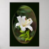 Wislichtwitte lib poster (Voorkant)