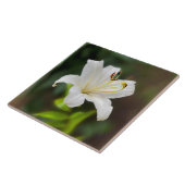 Wislichtwitte lib tegeltje (Zijkant)