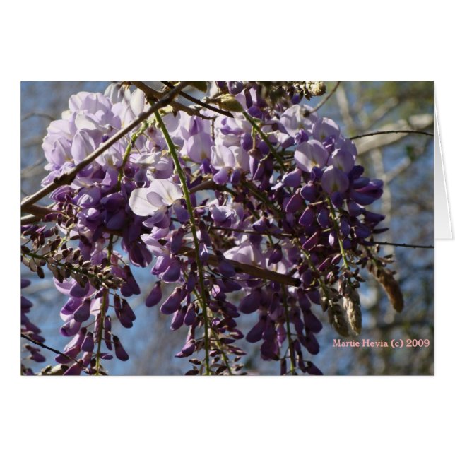 Wisteria (Voorkant Horizontaal)