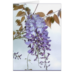 Wisteria