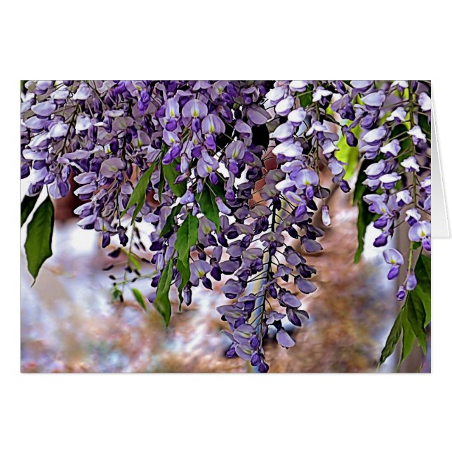 Wisteria (Voorkant Horizontaal)