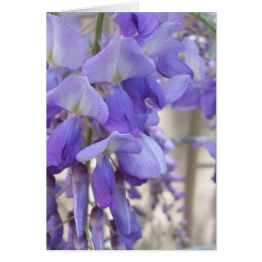 Wisteria (Voorkant)