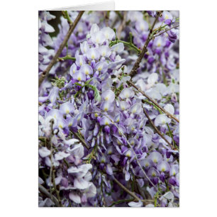 Wisteria