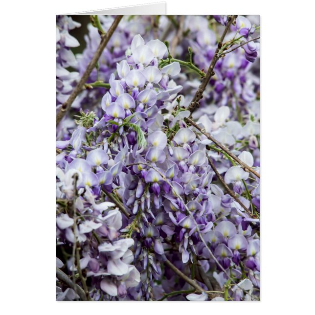 Wisteria (Voorkant)