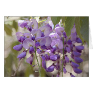 Wisteria