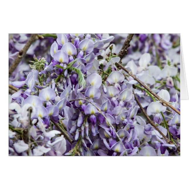 Wisteria (Voorkant Horizontaal)