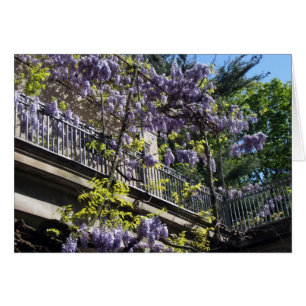 Wisteria Balcony