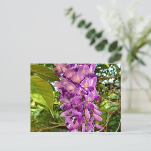 Wisteria Bloom Briefkaart (Staand voorkant)