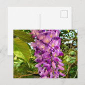 Wisteria Bloom Briefkaart (Voorkant / Achterkant)