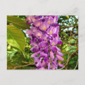 Wisteria Bloom Briefkaart (Voorkant)