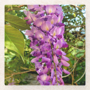 Wisteria Bloom Glazen Onderzetter
