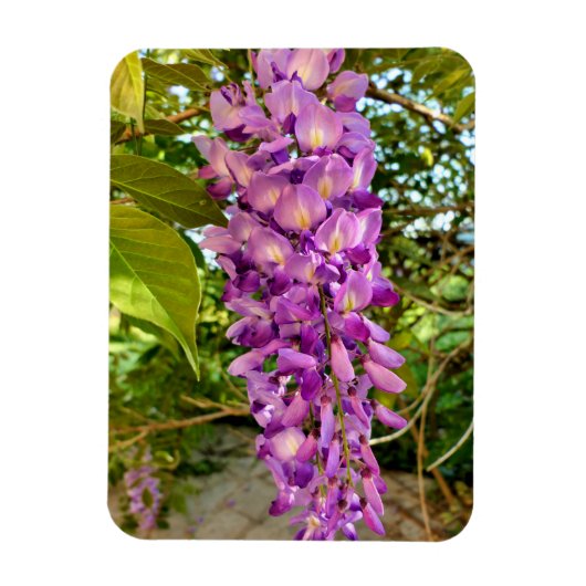 Wisteria Bloom Magneet (Verticaal)