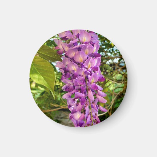 Wisteria Bloom Magnet (Voorkant)