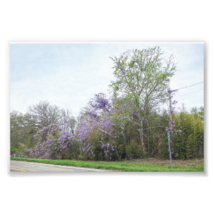 Wisteria Blooming langs Texas Road Foto Afdruk