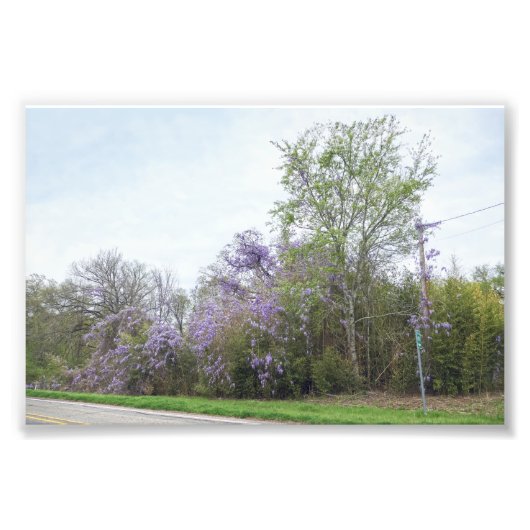 Wisteria Blooming langs Texas Road Foto Afdruk (Voorkant)