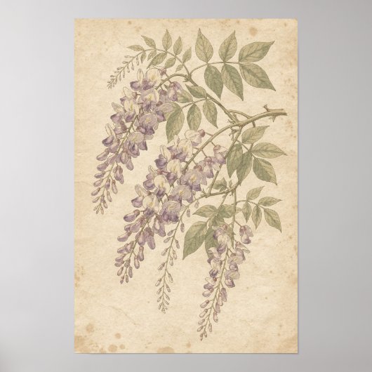 Wisteria botanische print (Voorkant)