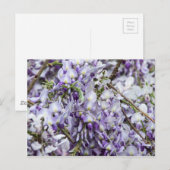 Wisteria Briefkaart (Voorkant / Achterkant)