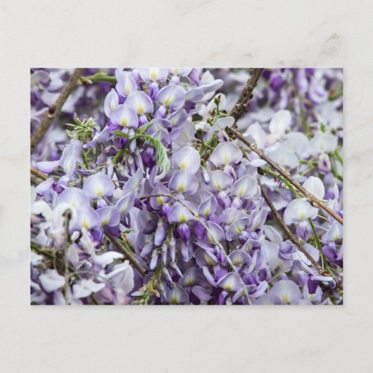 Wisteria Briefkaart (Voorkant)