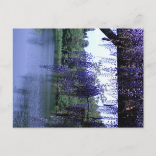 Wisteria Briefkaart
