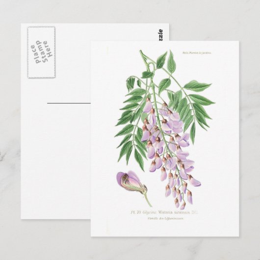 Wisteria Briefkaart (Voorkant / Achterkant)