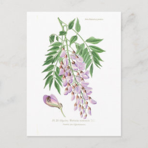 Wisteria Briefkaart