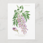 Wisteria Briefkaart (Voorkant)