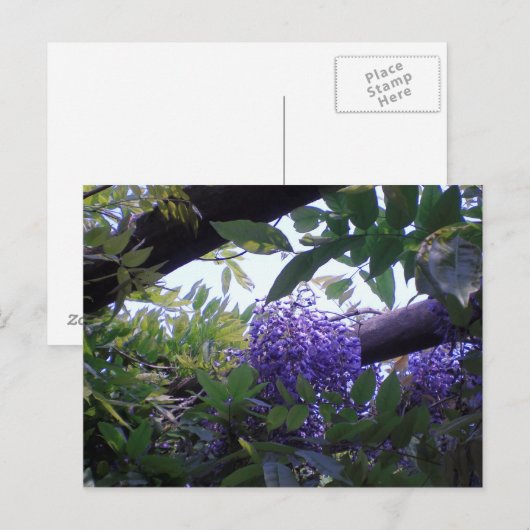 Wisteria Briefkaart (Voorkant / Achterkant)