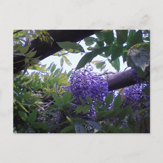 Wisteria Briefkaart (Voorkant)