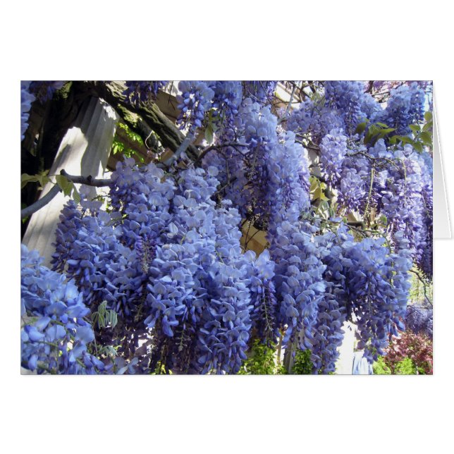 Wisteria Close (Voorkant Horizontaal)