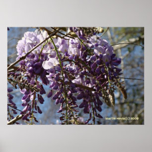 Wisteria-cluster Poster