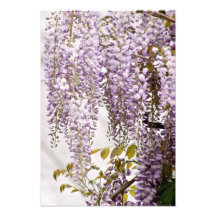 Wisteria Flowers 1