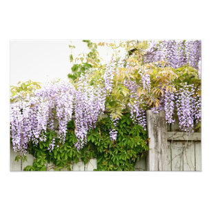 Wisteria Flowers 3 Foto Afdruk