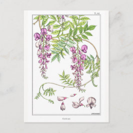 Wisteria Flowers - Maurice Pillard Verneuil - Briefkaart