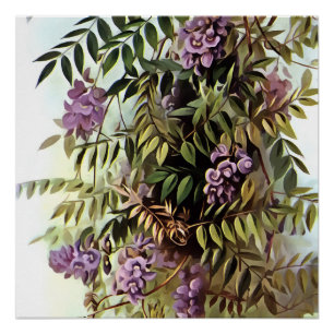 Wisteria Frutescens Botanische Kunstschilder Perfect Poster