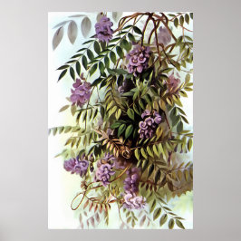 Wisteria Frutescens Botanische Kunstschilder Poster