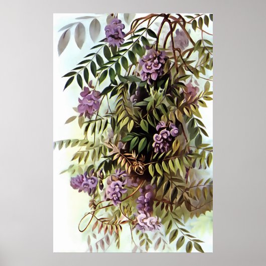 Wisteria Frutescens Botanische Kunstschilder Poster (Voorkant)