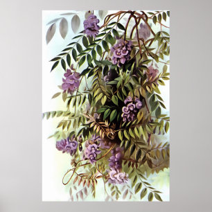 Wisteria Frutescens Botanische Kunstschilder Poster