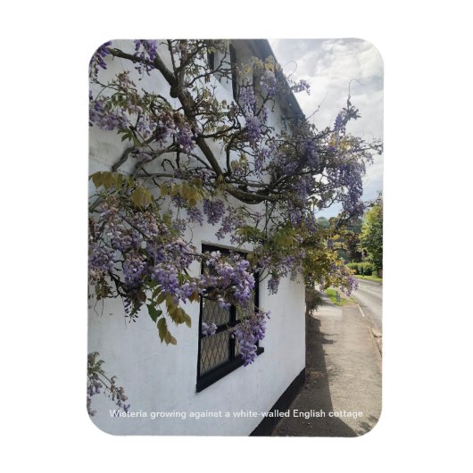 Wisteria groeit tegen een wit-ommuurd huisje magneet (Verticaal)