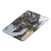 Wisteria groeit tegen een wit-ommuurd huisje magneet (Linkerzijde)