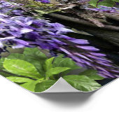 Wisteria & Grote vogels, Dreamweaver Themes Poster (Hoek)