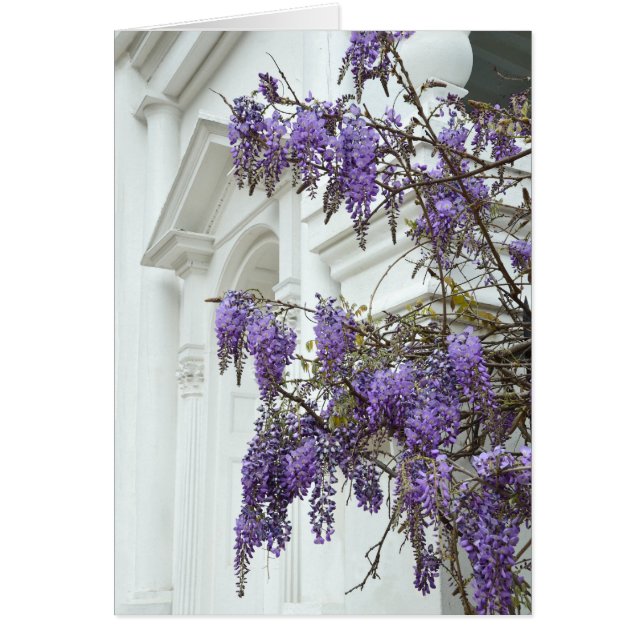 Wisteria, Historic Charleston South Carolina (Voorkant)