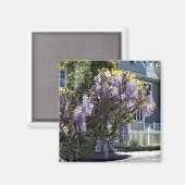 Wisteria in Bloom Magneet (Voorkant / Achterkant)