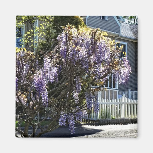Wisteria in Bloom Magneet (Voorkant)