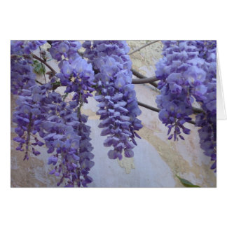 Wisteria in Provence
