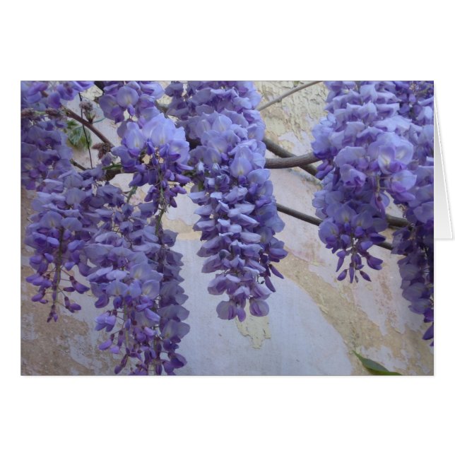 Wisteria in Provence (Voorkant Horizontaal)