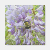 Wisteria & Male Carpenter Bee. Magneet (Voorkant)