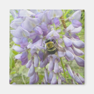 Wisteria & Male Carpenter Bee. Magneet