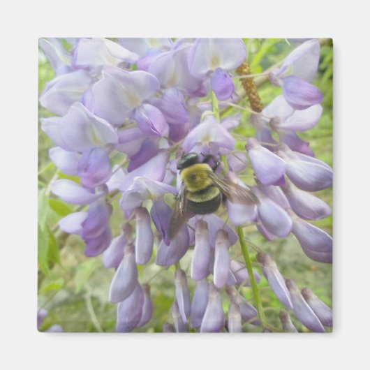 Wisteria & Male Carpenter Bee. Magneet (Voorkant)
