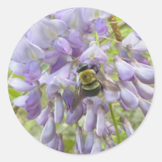 Wisteria & Male Carpenter Bee Stickers (Voorkant)