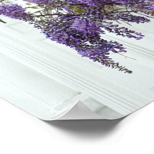 Wisteria, Old Church, Charleston, South Carolina Poster (Hoek)
